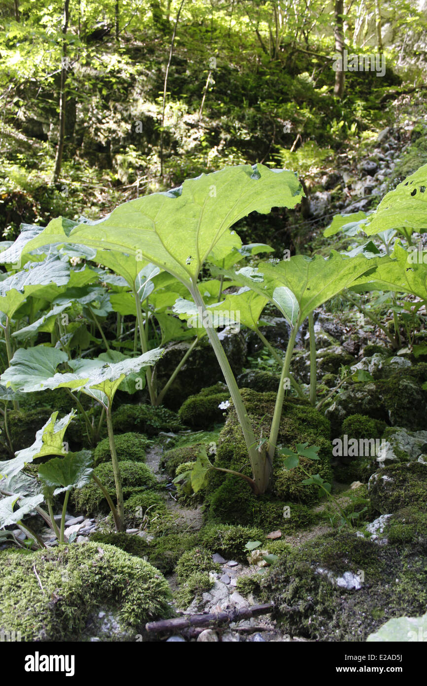 Pétasite plante près d'une rivière, Chartreuse, Isère, Rhône-Alpes, France. Banque D'Images