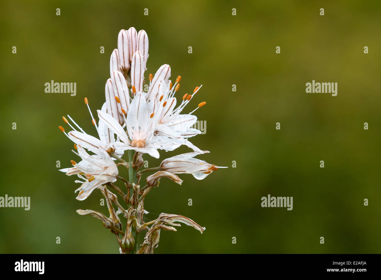 France, Bouches du Rhône, La Ciotat, la floraison d'une branche de l'asphodèle (Asphodelus ramosus) Banque D'Images