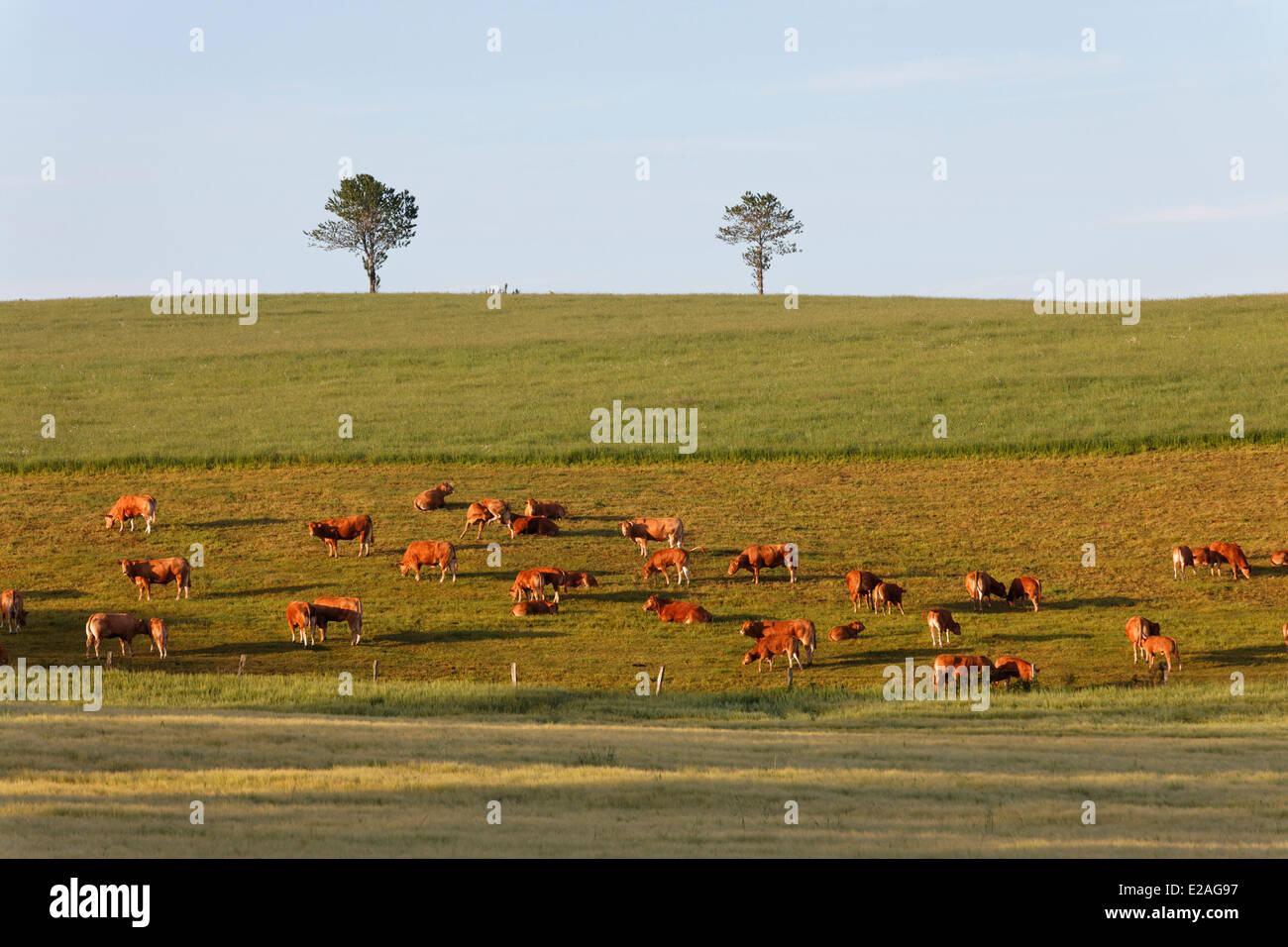 La France, l'Aveyron, troupeau de vaches sur le plateau de l'Aubrac Levezou Banque D'Images