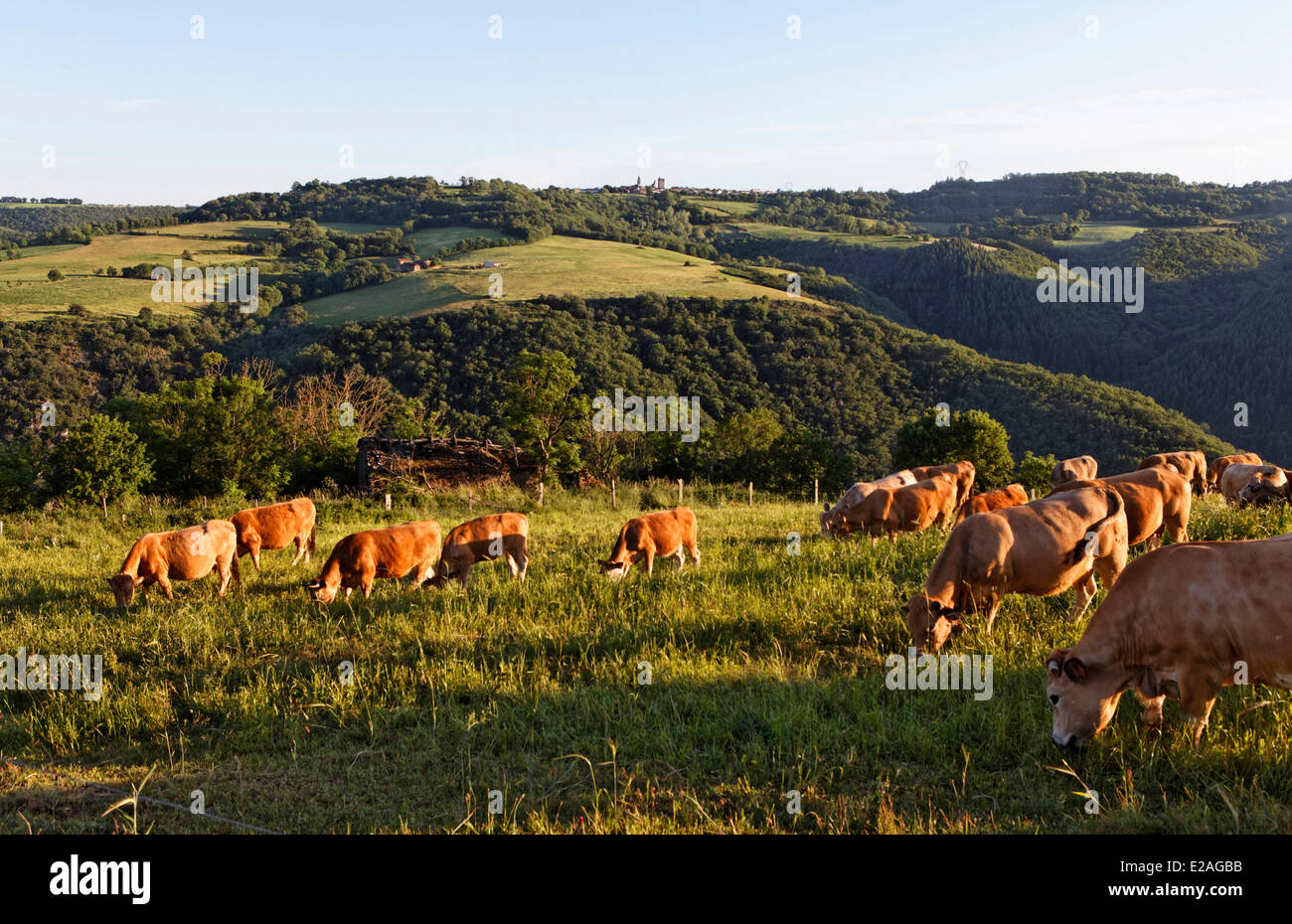 La France, l'Aveyron, troupeau de vaches Aubrac, vallée du Tarn à proximité de Ayssenes, Levezou plateau Banque D'Images