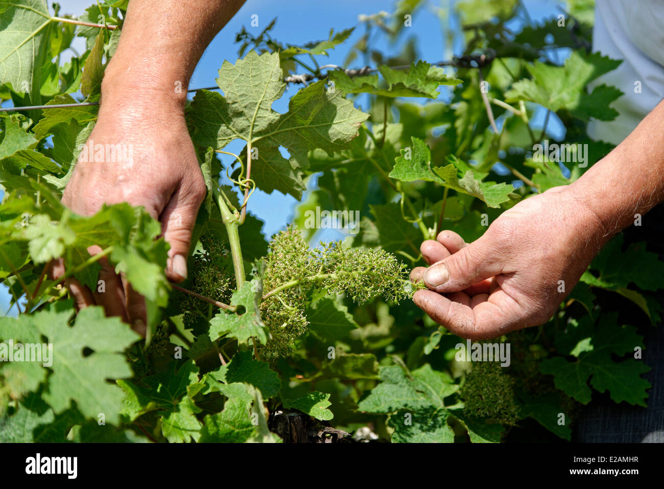 La France, l'Hérault, Saint Aunes, Château les Mazes domaine, inspection des raisins dans une vigne Banque D'Images