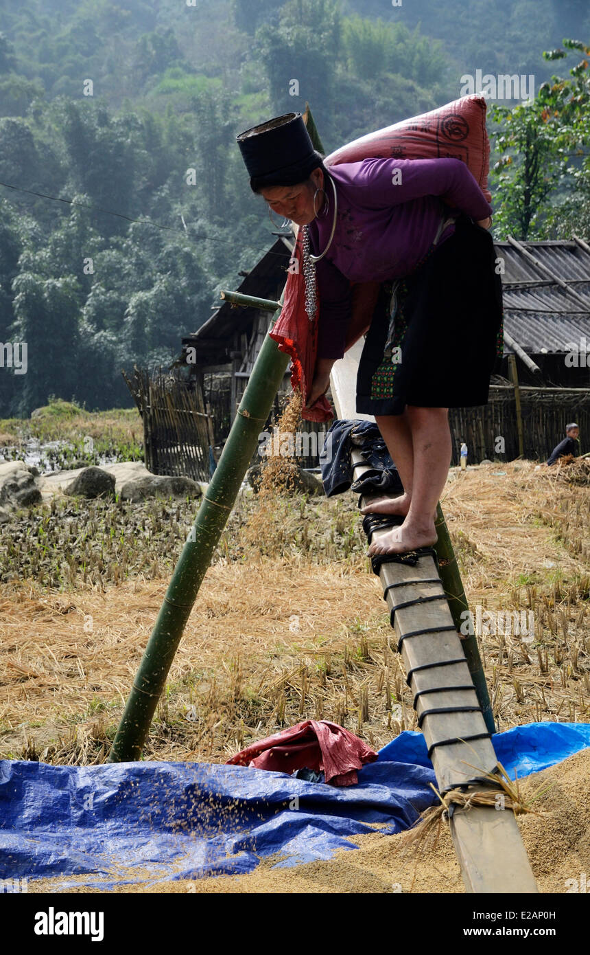 Vietnam, province de Lao Cai, Sapa , terrasse rizières, groupe ethnique hmong noir les gens de la récolte du riz Banque D'Images