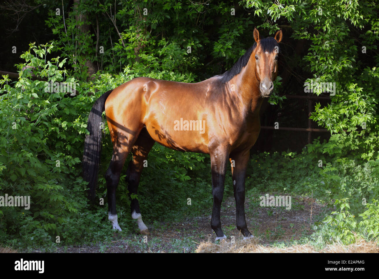 Chevaux hanovriens, bay, portrait dans soir woods Banque D'Images