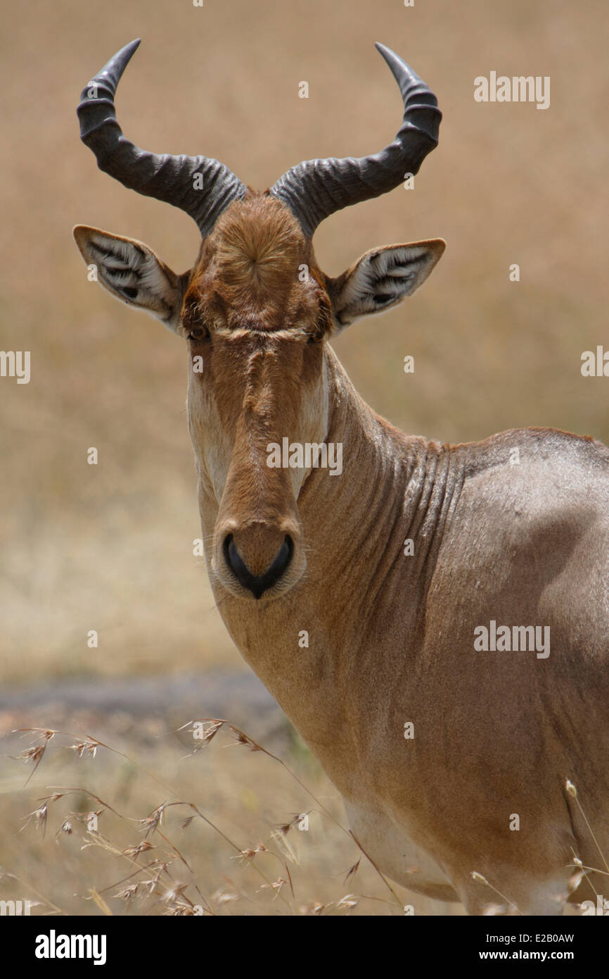 Kenya, Masai Mara national reserve, Bubal (antilope), Alcelaphus buselaphus ou Ancefalo Banque D'Images