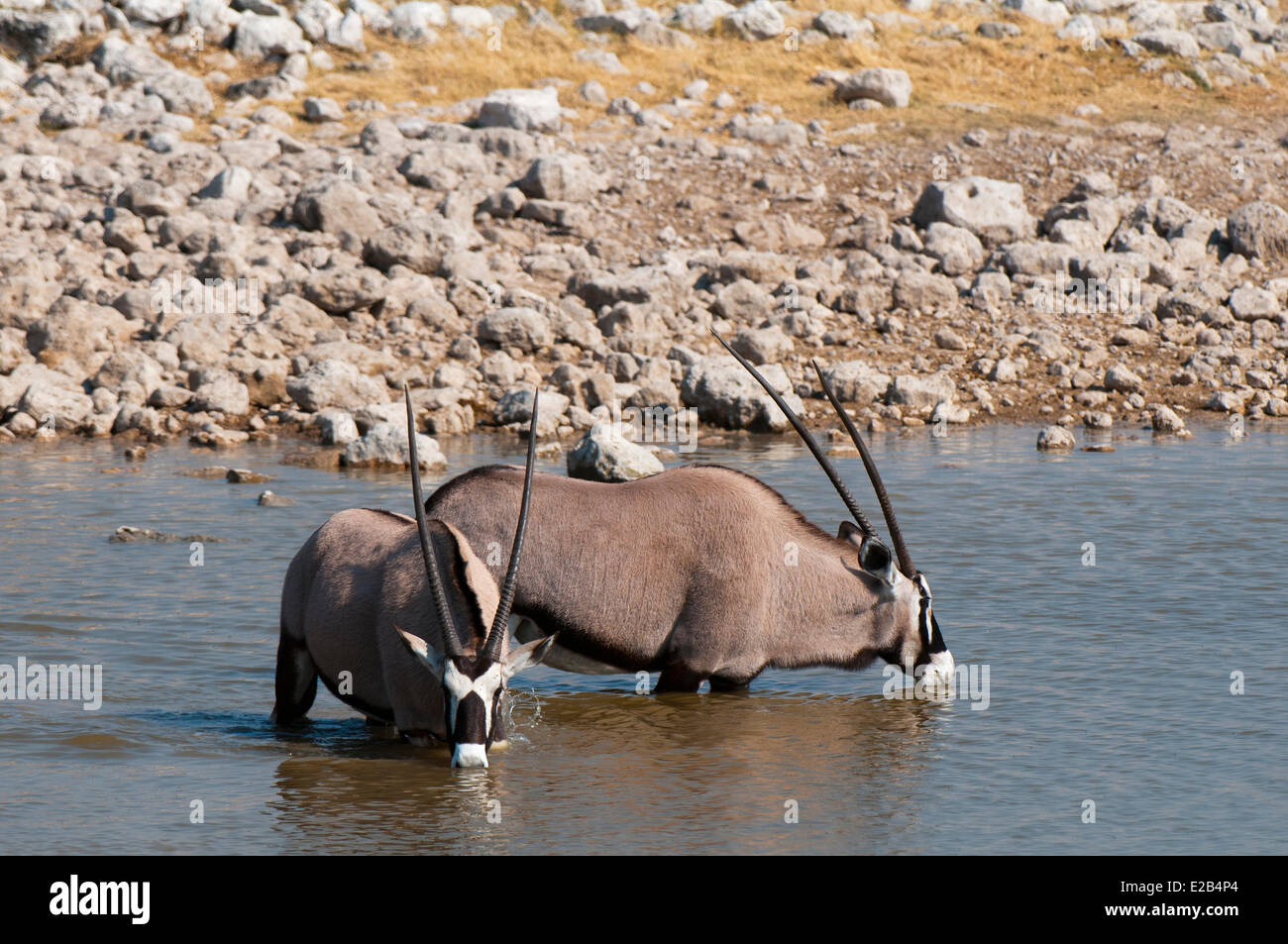 La Namibie, Etosha National Park, oryx gemsbok (Oryx gazella gazella) Banque D'Images