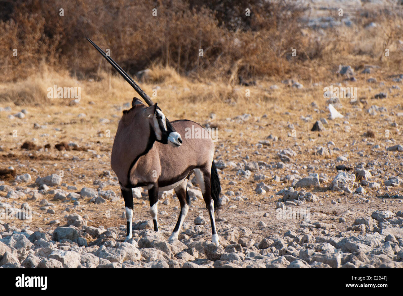 La Namibie, Etosha National Park, oryx gemsbok (Oryx gazella gazella) Banque D'Images
