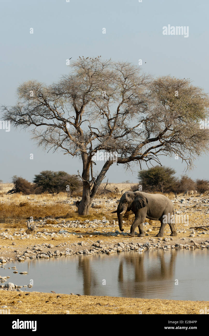 La Namibie, Etosha National Park, l'éléphant africain (Loxodonta africana) Banque D'Images