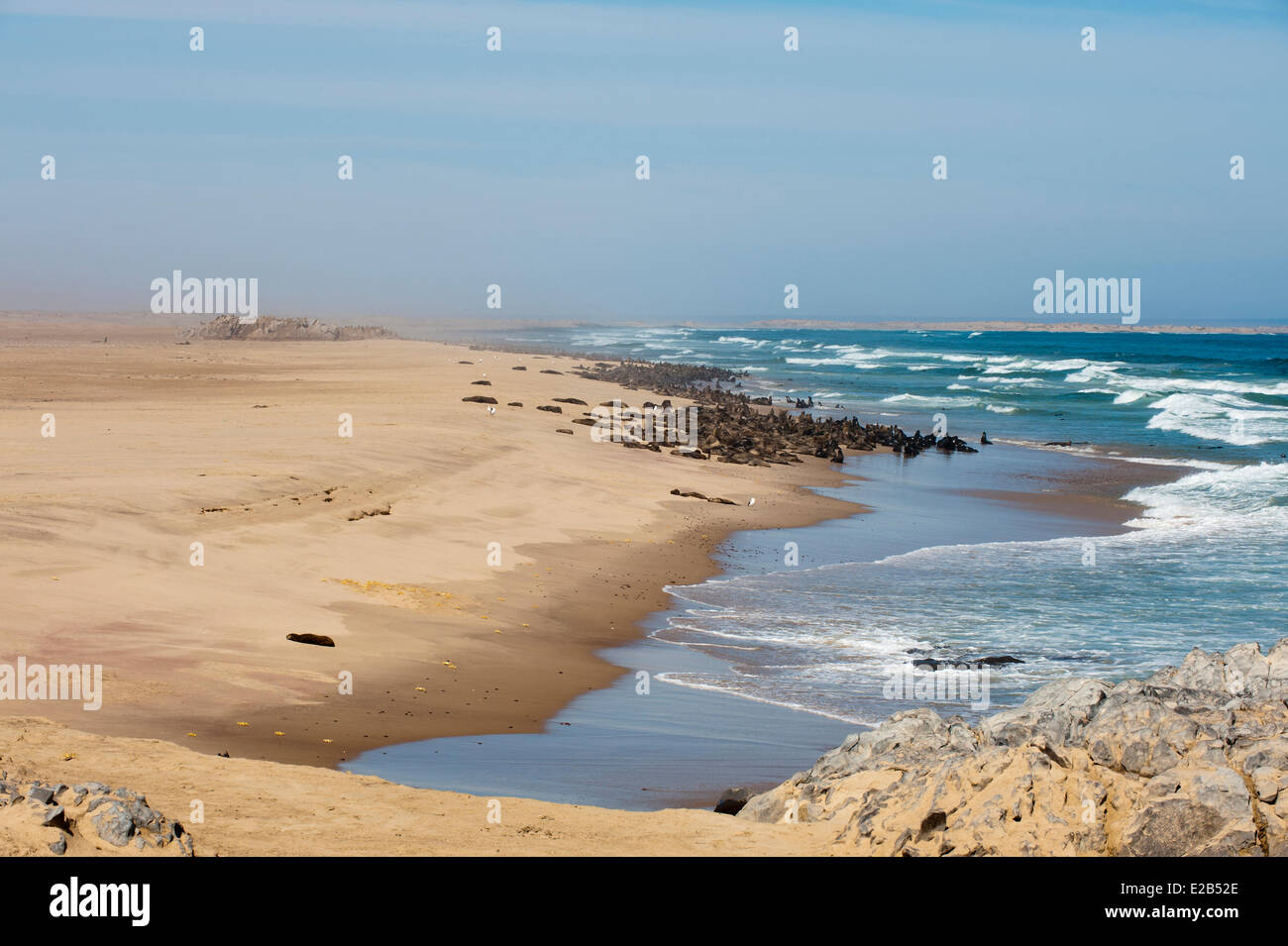 La Namibie, Skeleton Coast National Park, Cape (Arctocephalus pusilus) Banque D'Images