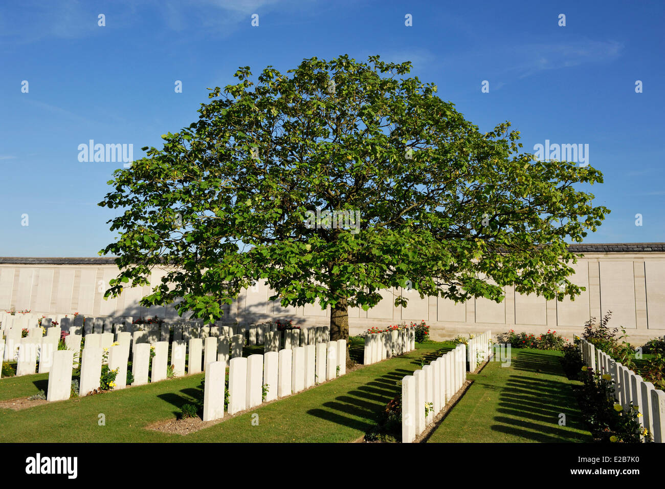 La France, Pas de Calais, Loos en Gohelle, Dud Corner Cemetery, alignement de tombes sous un arbre Banque D'Images