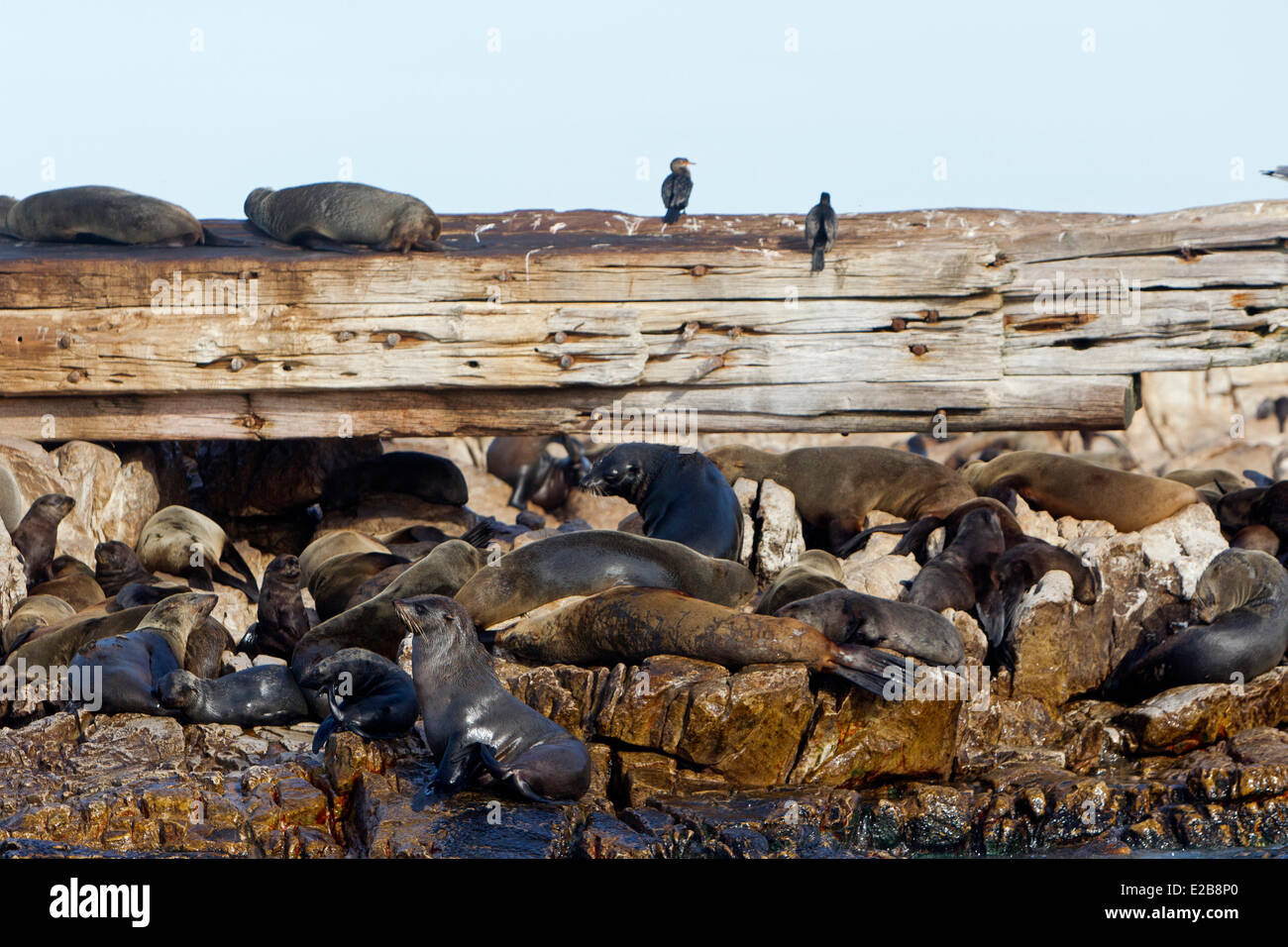 L'Afrique du Sud, Western Cape, l'île de Dyer, Gansbaai, Cape fur seal ou Brown fur seal ou sud-africain (Arctocephalus Banque D'Images