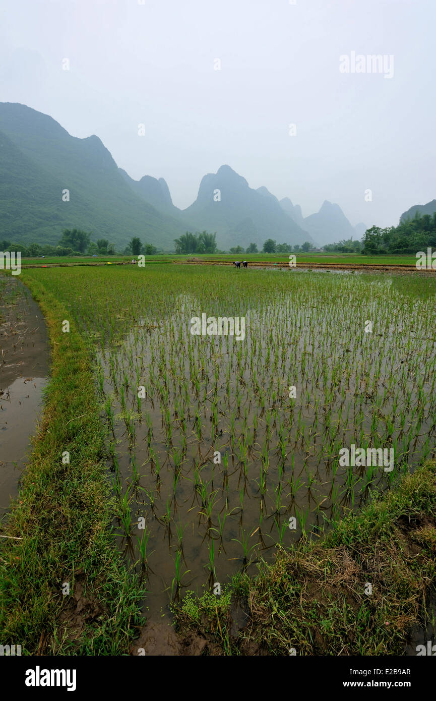 Chine, province du Guangxi, Guilin, région de montagnes karstiques et champ de riz paysage autour de Yangshuo Banque D'Images