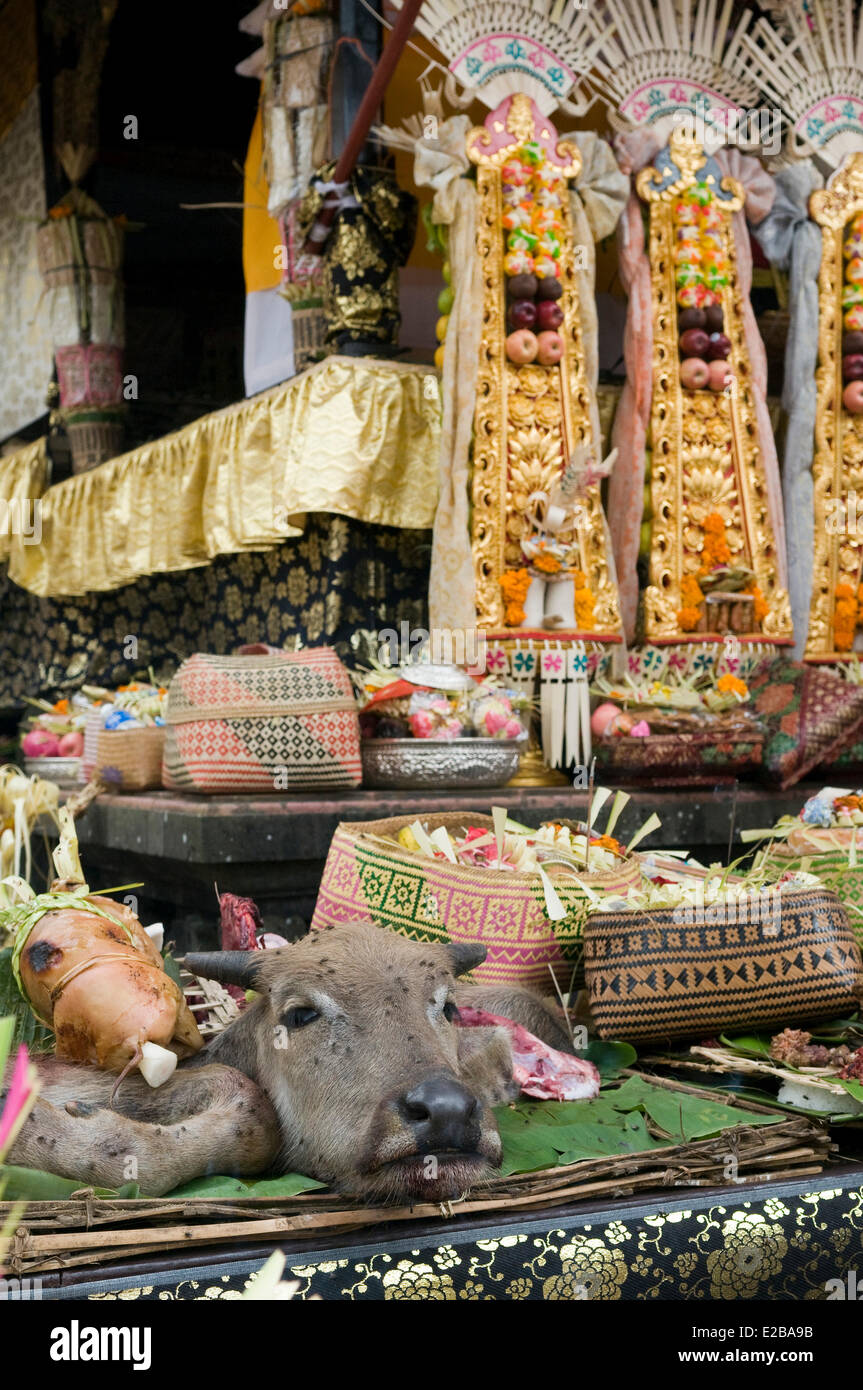 L'INDONÉSIE, Bali, près de Bedugul, temple d'Ulun Danu Batur, cérémonie religieuse annuelle, tête de vache, offres Banque D'Images