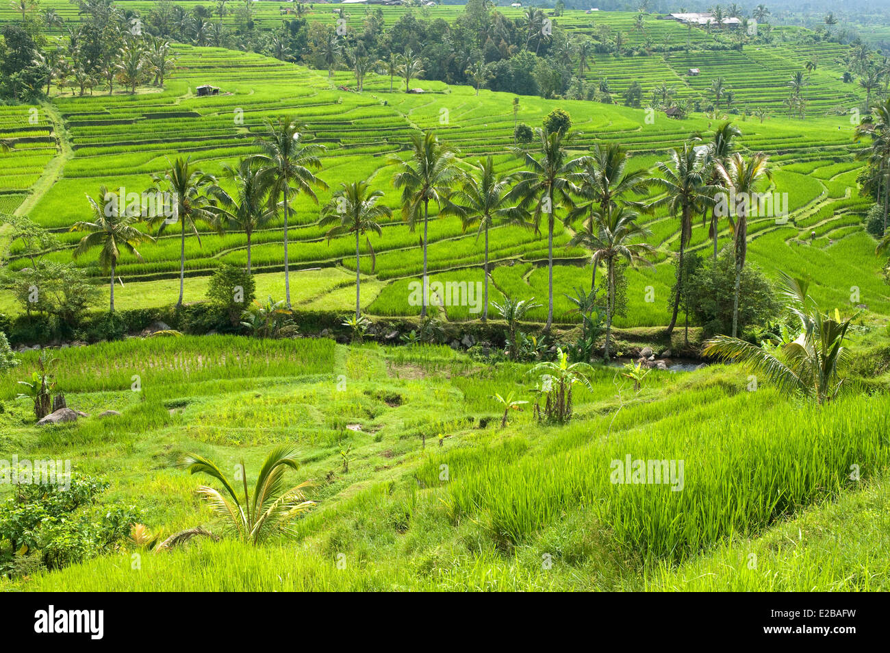 L'INDONÉSIE, Bali Subak, système d'irrigation, inscrite au Patrimoine Mondial de l'UNESCO, rizières de Jatiluwih de Banque D'Images