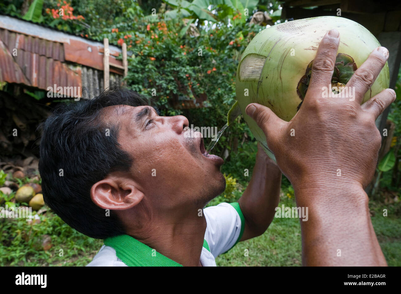 L'INDONÉSIE, Bali, Tabanan, Tunjuk Taman Sari Buwana village traditionnel, l'homme l'eau potable à partir d'une noix de coco fraîche Banque D'Images