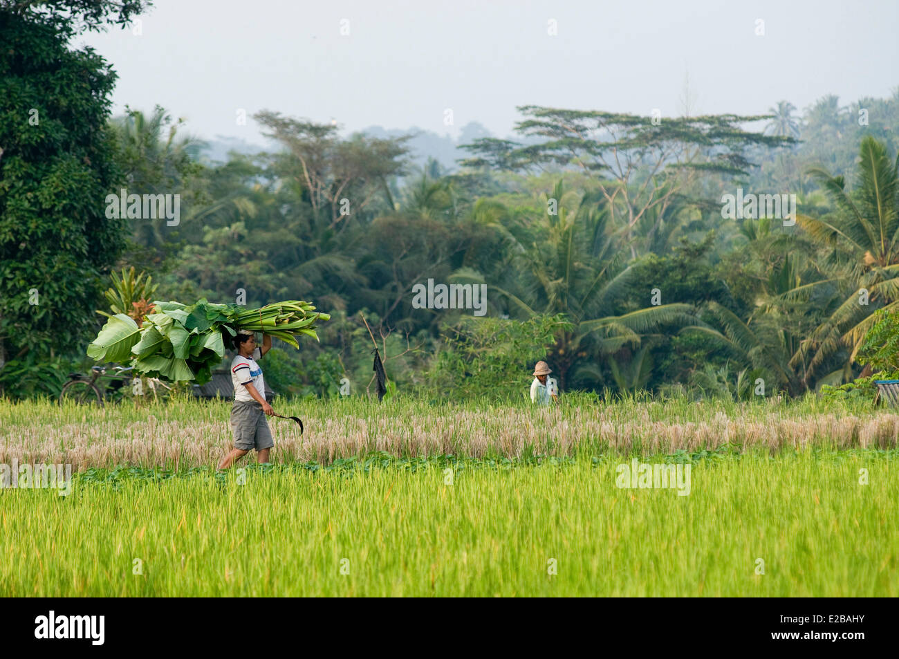 L'INDONÉSIE, Bali, Tabanan, Umabian rizières, Subak système d'irrigation, inscrite au Patrimoine Mondial de l'UNESCO, l'homme au travail Banque D'Images