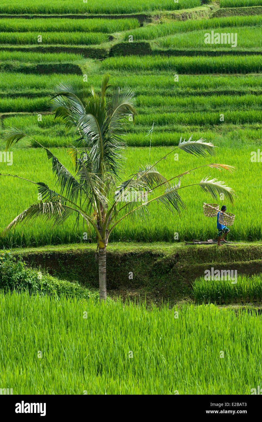 L'INDONÉSIE, Bali Subak, système d'irrigation, inscrite au Patrimoine Mondial de l'UNESCO, l'homme seul marche dans les rizières de Jatiluwih de Banque D'Images