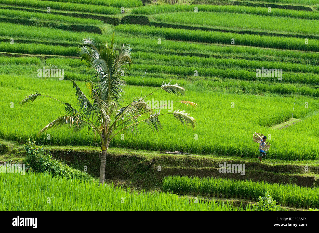 L'INDONÉSIE, Bali Subak, système d'irrigation, inscrite au Patrimoine Mondial de l'UNESCO, l'homme seul marche dans les rizières de Jatiluwih de Banque D'Images
