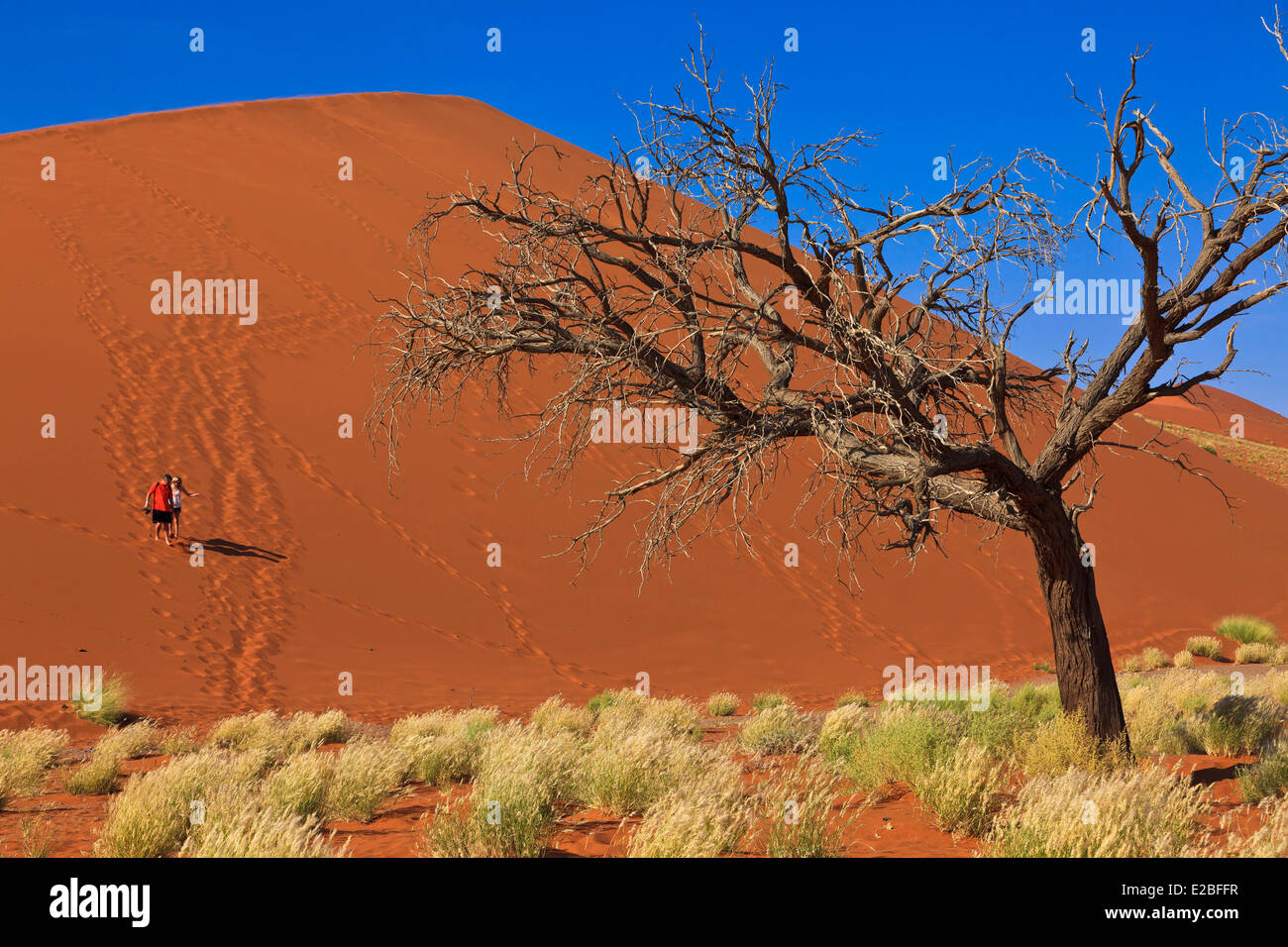 La Namibie, région Hardap, Parc National Namib Naukluft, Désert du Namib, Sossusvlei, dunes de sable, tree Banque D'Images