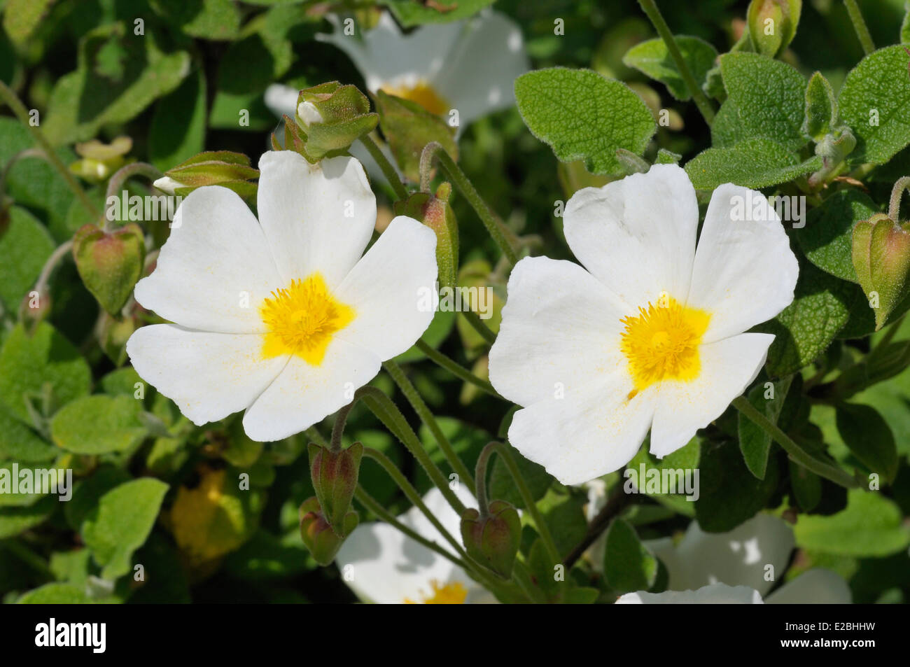 Ciste à feuilles de sauge - cistus salvifolius deux fleurs blanches Banque D'Images