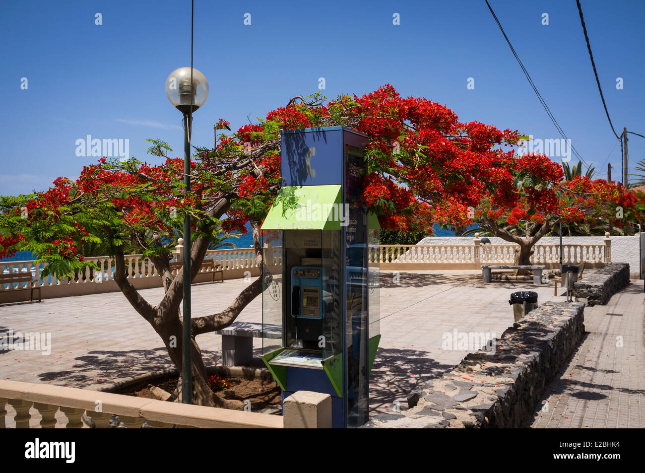 Floraison rouge arbre flamboyant et telefonica téléphone public fort dans un plaza à Tenerife, Îles Canaries, Espagne. Banque D'Images