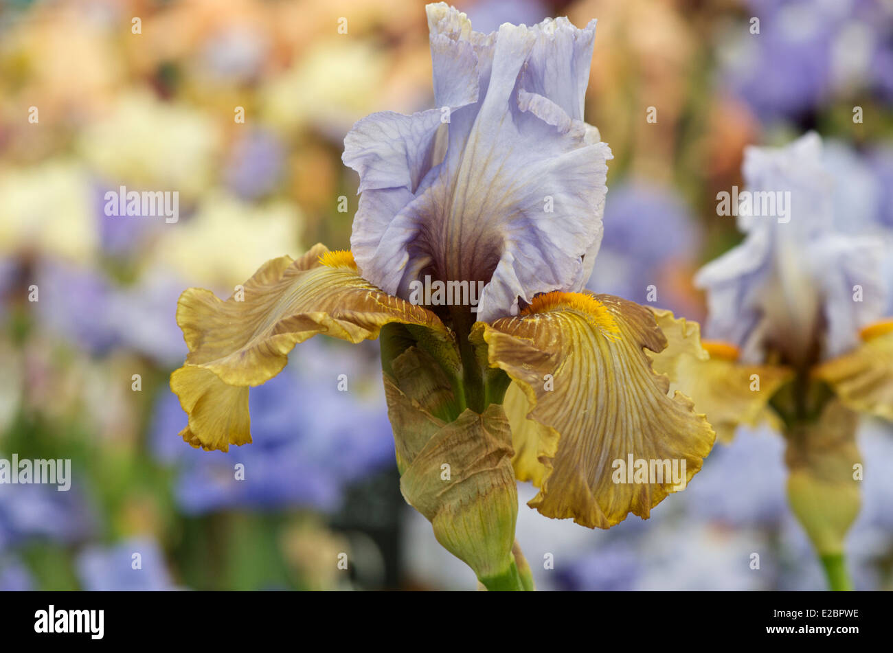 Grand Iris Coquette Banque D'Images