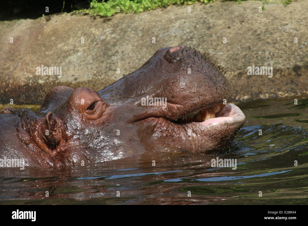 Hippopotame (Hippopotamus amphibius) close-up Banque D'Images