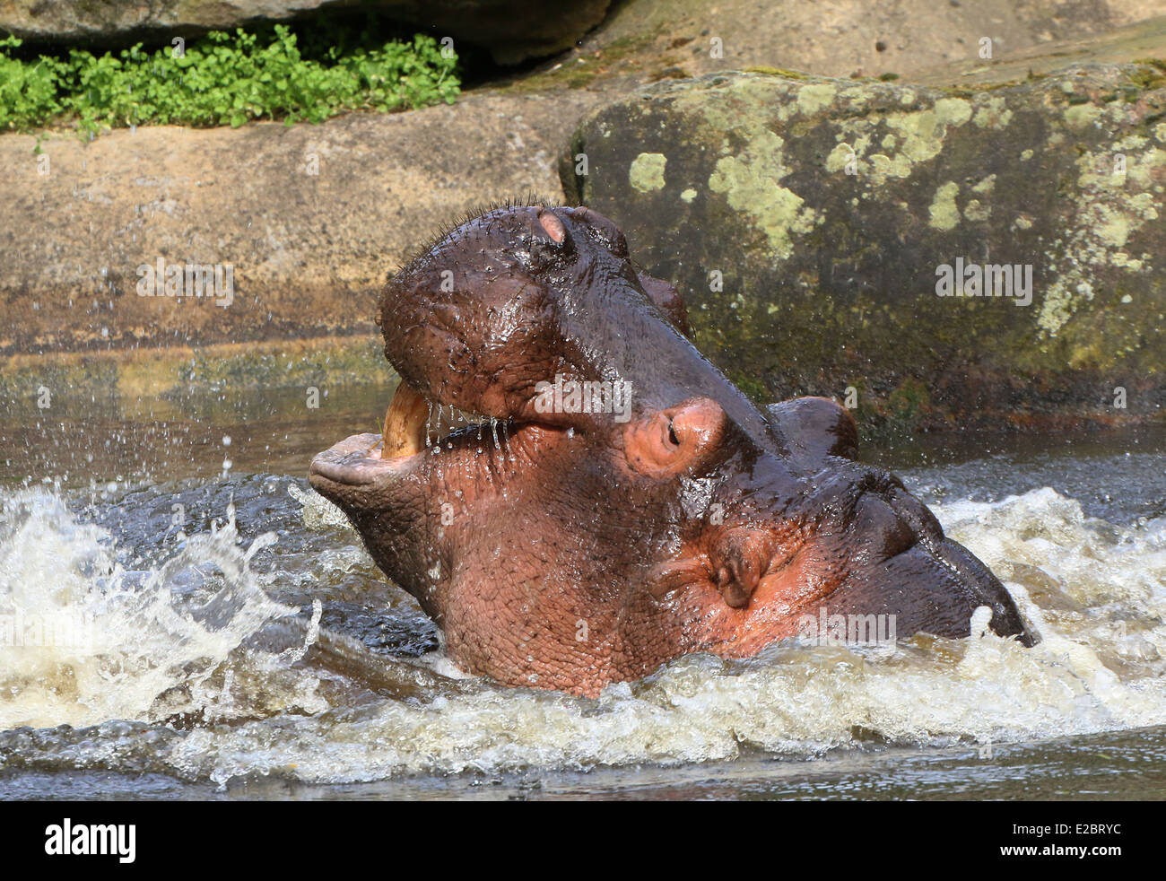 Feisty Hippo (Hippopotamus amphibius) gros plan de la tête et du museau, surfaçage après lutte Banque D'Images