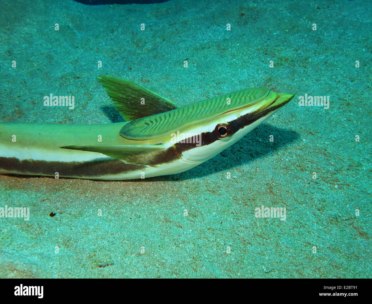 (Sharksucker Echeneis naucrates) Banque D'Images