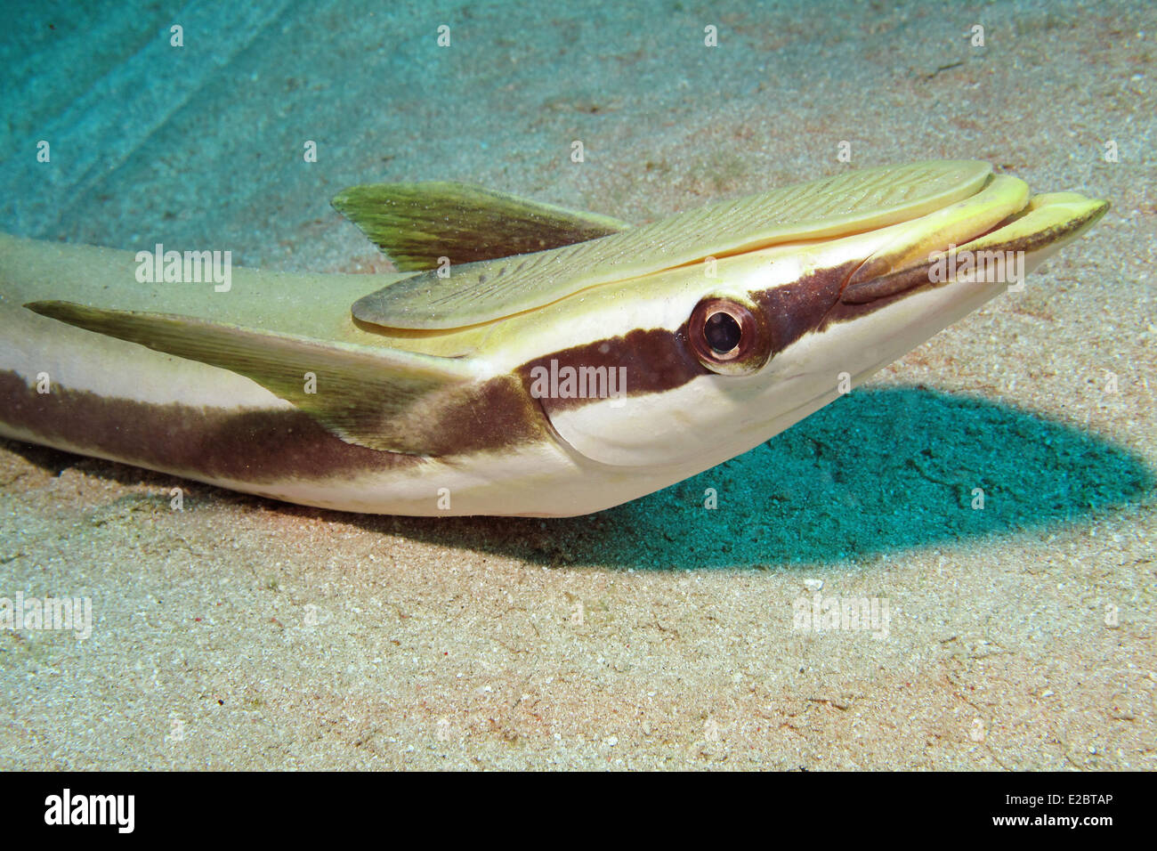 (Sharksucker Echeneis naucrates) Banque D'Images