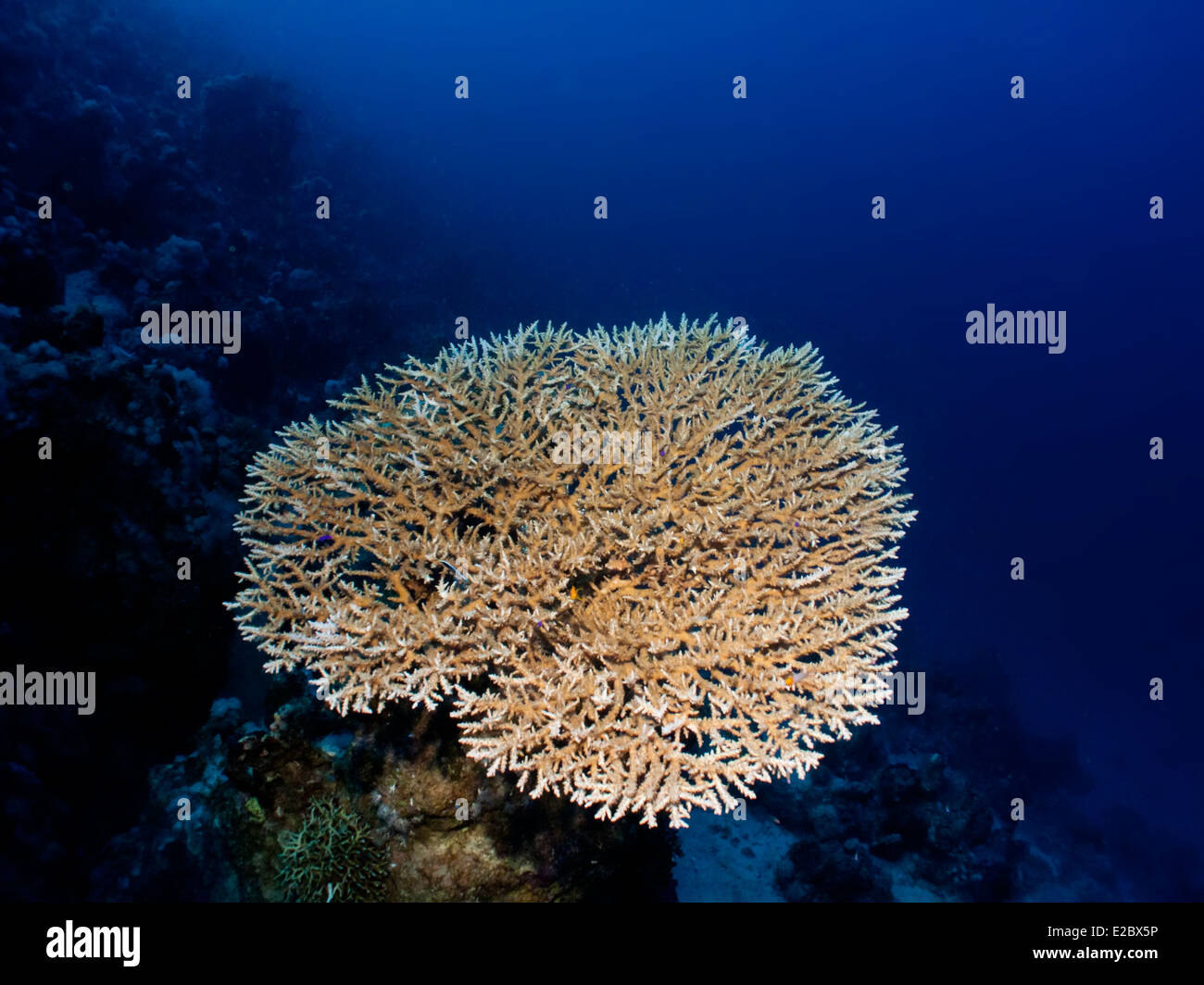 Corail Acropora Pharaonis (Table) Banque D'Images