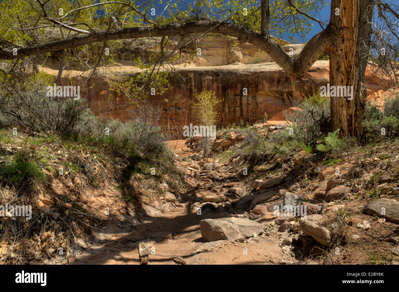 Rough Canyon, dans le comté de Mesa, Colorado, près du début du sentier de la mine de mica Banque D'Images