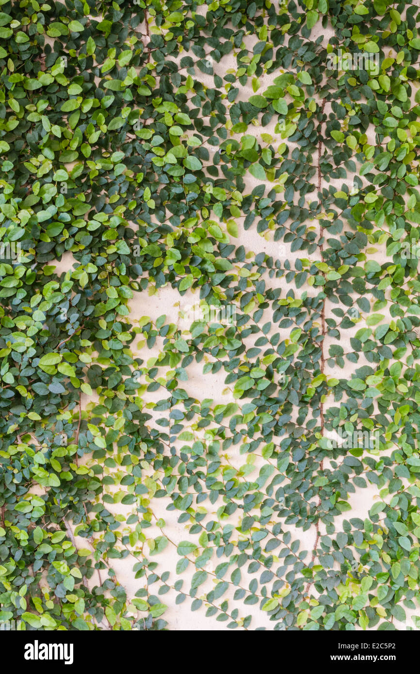 Vert texturé la viticulture sur un mur arrière-plan. Banque D'Images