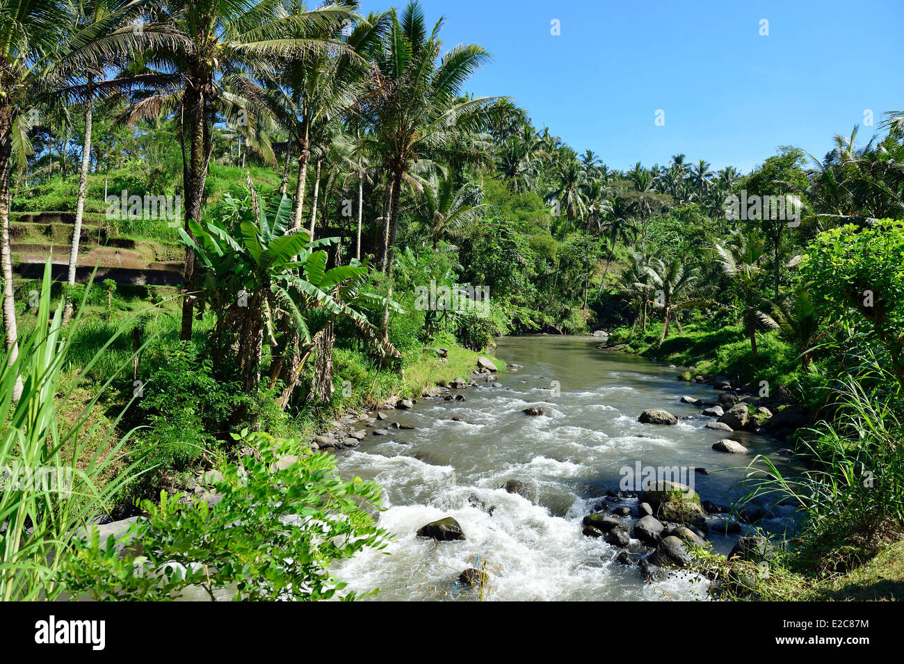 L'INDONÉSIE, Bali, Ubud, la vallée de la rivière Ayung Sungai Banque D'Images