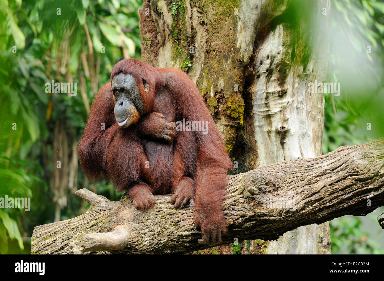 Singapour, Singapour, Zoo orang orang-outan Banque D'Images