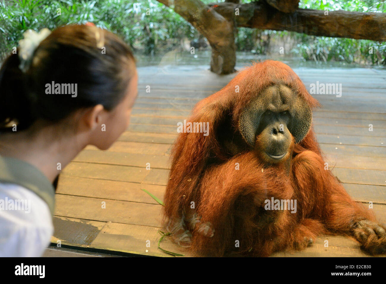 Singapour, Singapour, Zoo orang-outan de Sumatra Banque D'Images