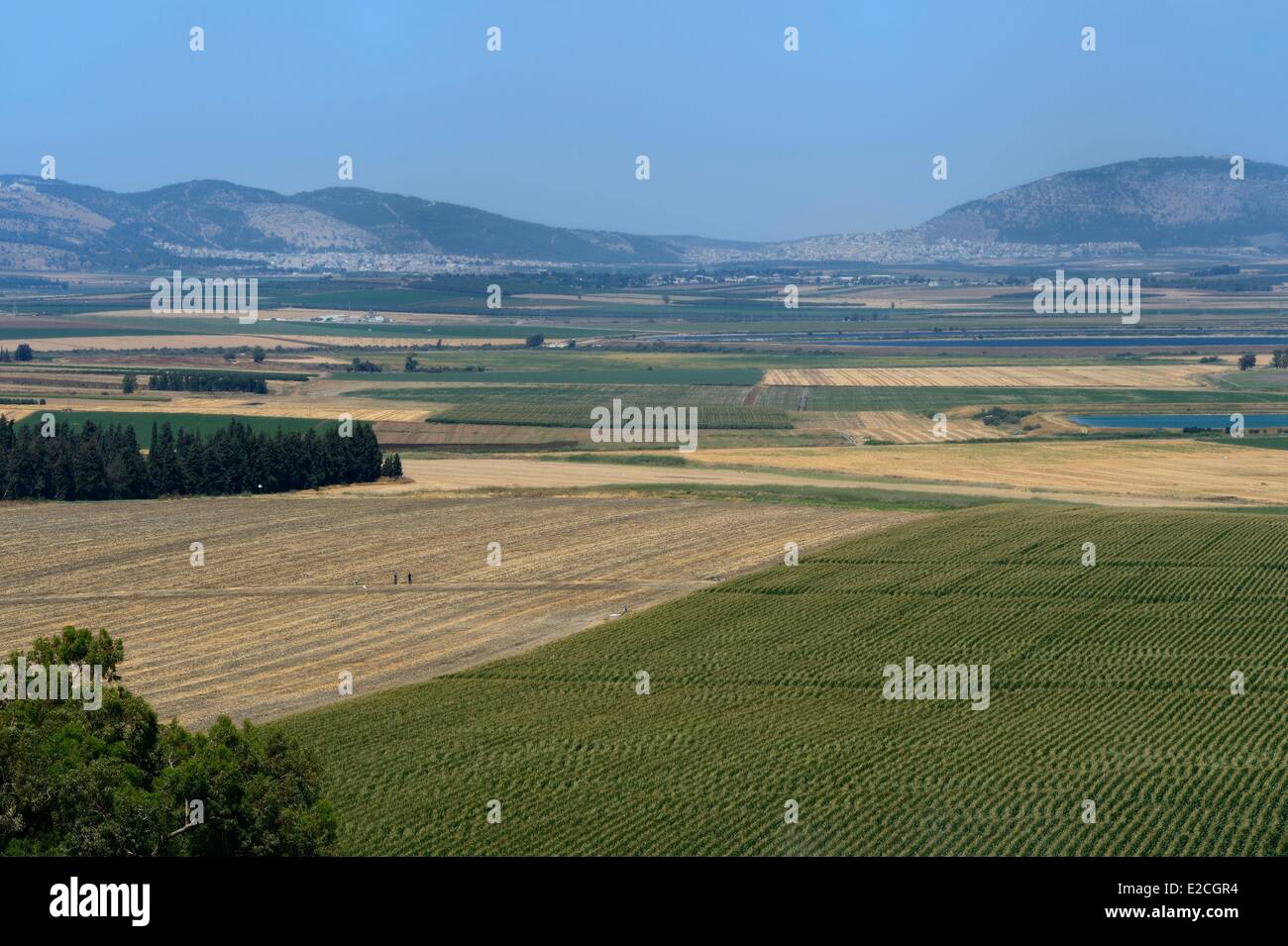 Israël, quartier Nord, la Galilée, vallée de Jezreel Banque D'Images