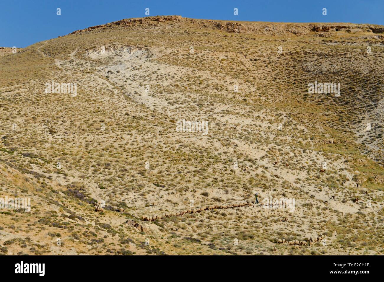 La Palestine, Cisjordanie (territoire contesté), la région de Bethléem, berger et son troupeau de moutons Banque D'Images