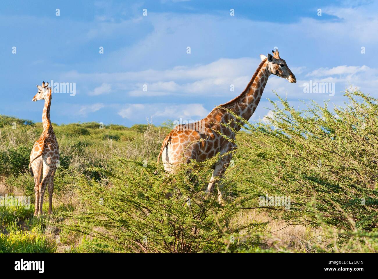 La Namibie, la Girafe (Giraffa camelopardalis) Banque D'Images
