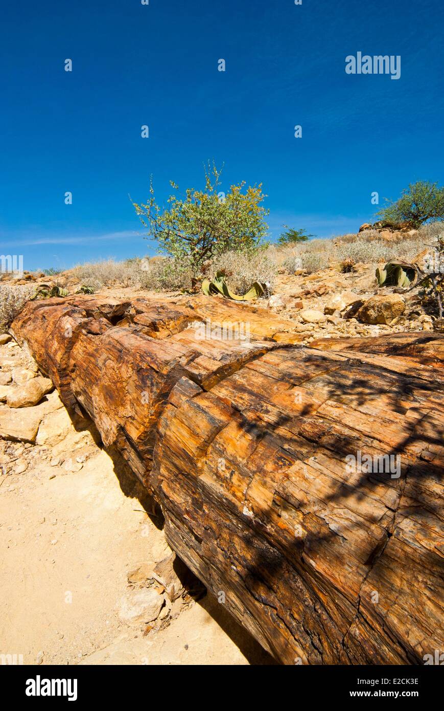 La Namibie, région de Kunene, Damaraland, Forêt Pétrifiée, troncs d'arbres fossilisés Banque D'Images