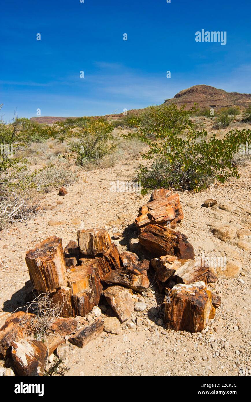 La Namibie, région de Kunene, Damaraland, Forêt Pétrifiée, troncs d'arbres fossilisés Banque D'Images