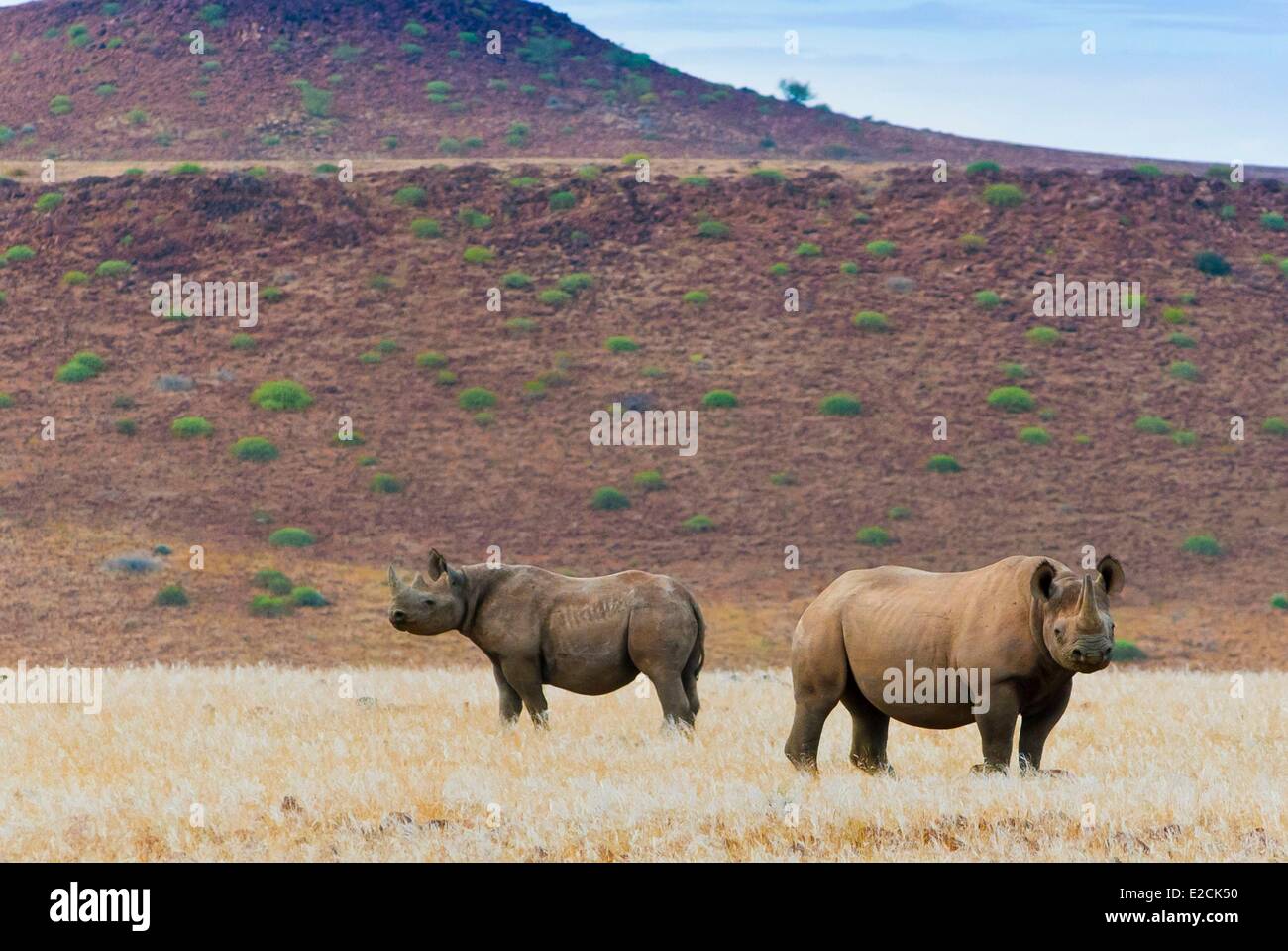La Namibie, région de Kunene, Damaraland, le rhinocéros noir (Diceros bicornis) Banque D'Images