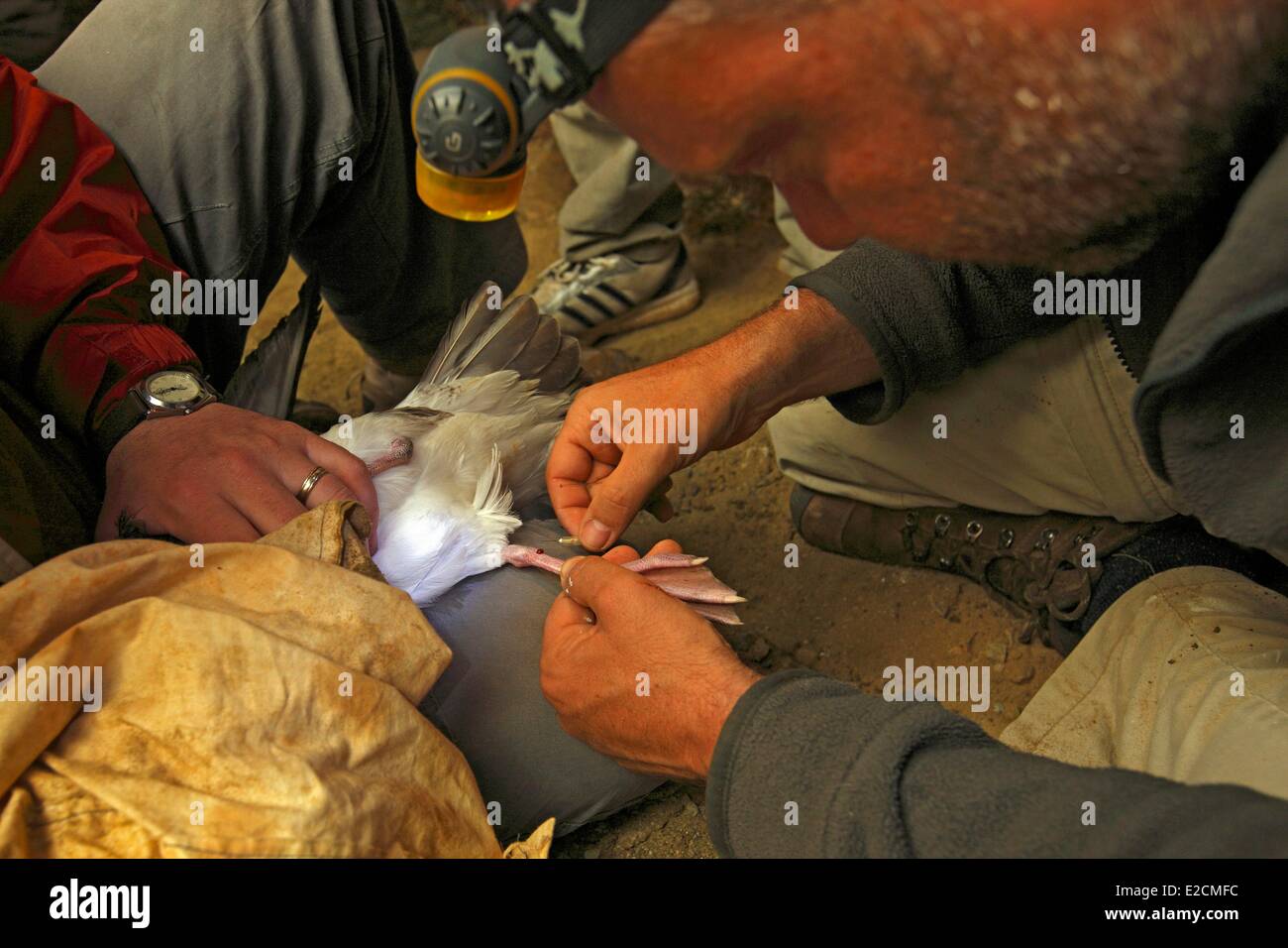 L'Algérie îles Habibas (Calonectris diomedea Puffin ornithologue) d'échantillonnage pour l'étude génétique Banque D'Images L'Algérie îles Habibas (Calonectris diomedea Puffin ornithologue) d'échantillonnage pour l'étude génétique Banque D'Images