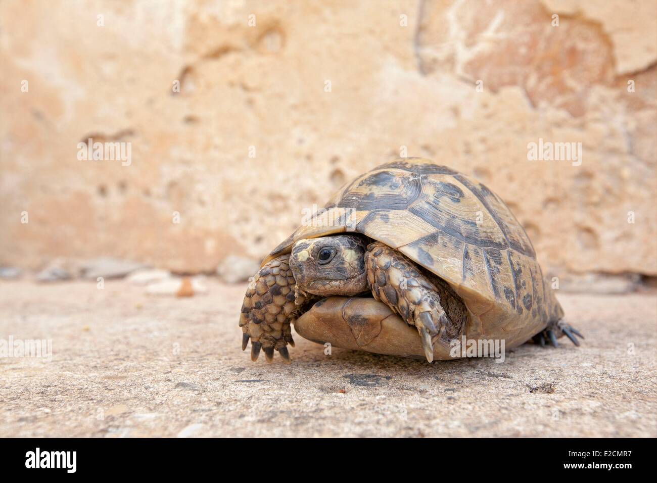 L'Algérie Îles Habibas (tortue grecque Testudo graeca) Banque D'Images