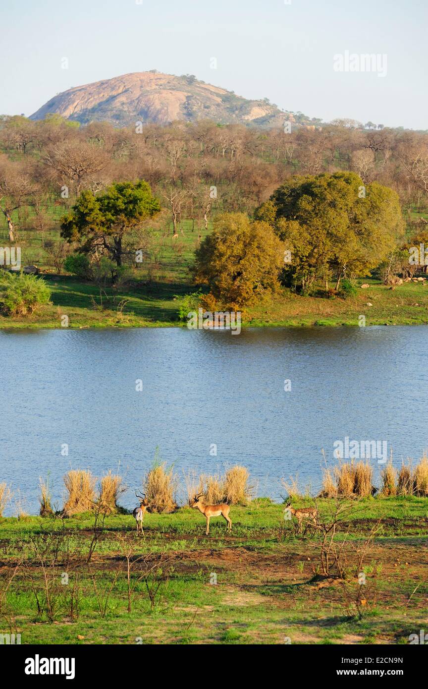 L'Afrique du Sud la région de Mpumalanga Parc National Kruger Impala (Aepyceros melampus) Banque D'Images