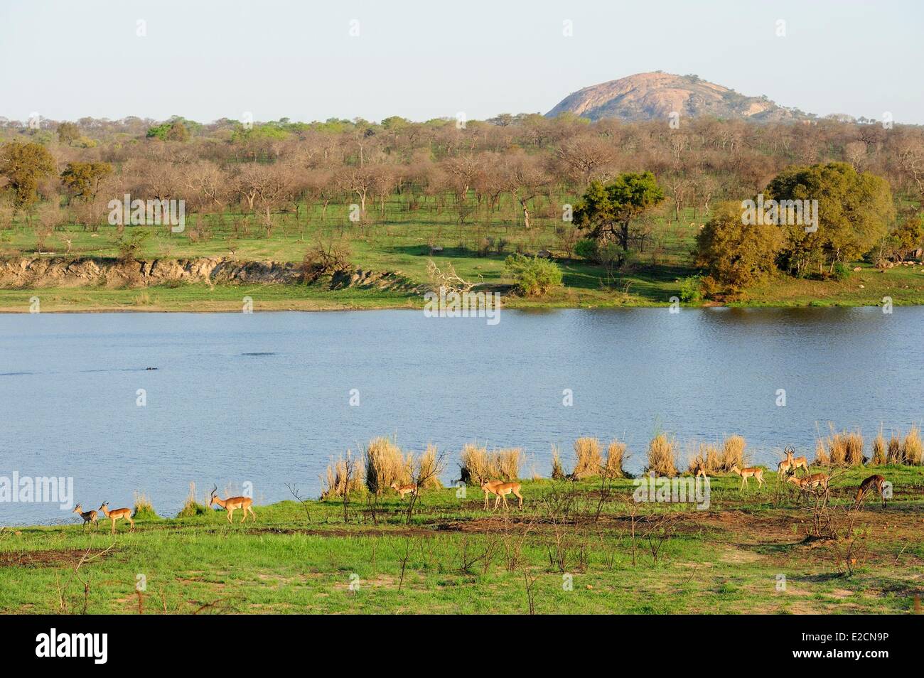 L'Afrique du Sud la région de Mpumalanga Parc National Kruger Impala (Aepyceros melampus) Banque D'Images