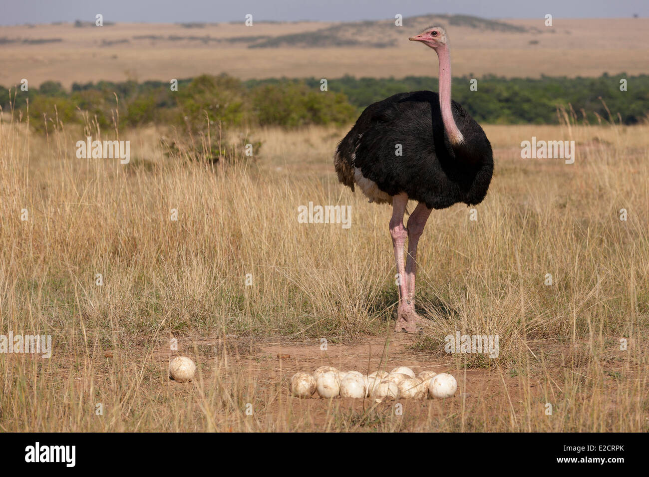 Kenya Masai Mara national reserve ostrich (Struthio camelus) mâle et nid Banque D'Images