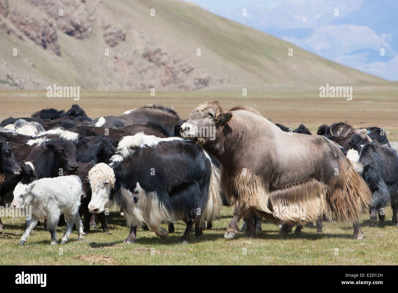 Province de Naryn Kirghizistan vallée de l'Arpa Banque D'Images