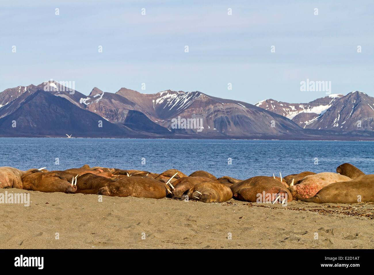 La Norvège Svalbard le morse (Odobenus rosmarus) reposant dans beach colony Banque D'Images La Norvège Svalbard le morse (Odobenus rosmarus) reposant dans beach colony Banque D'Images