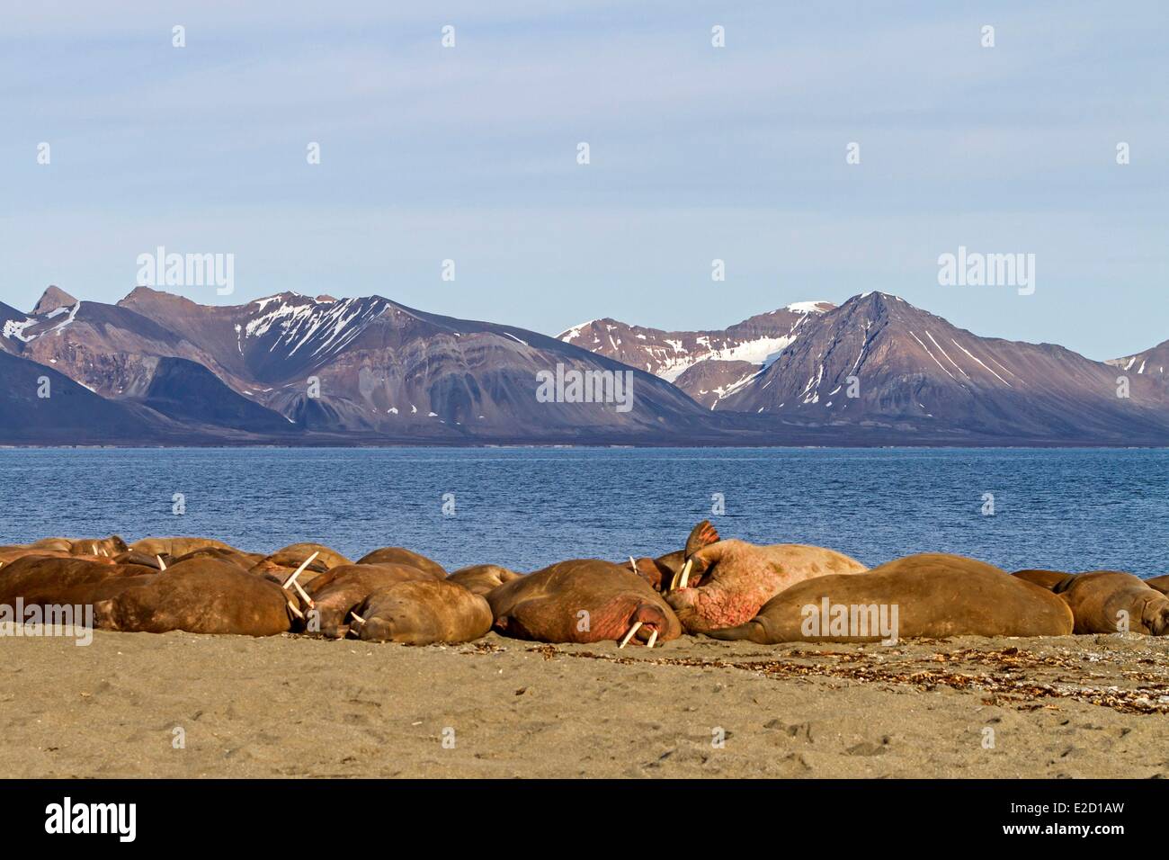 La Norvège Svalbard le morse (Odobenus rosmarus) reposant dans beach colony Banque D'Images La Norvège Svalbard le morse (Odobenus rosmarus) reposant dans beach colony Banque D'Images