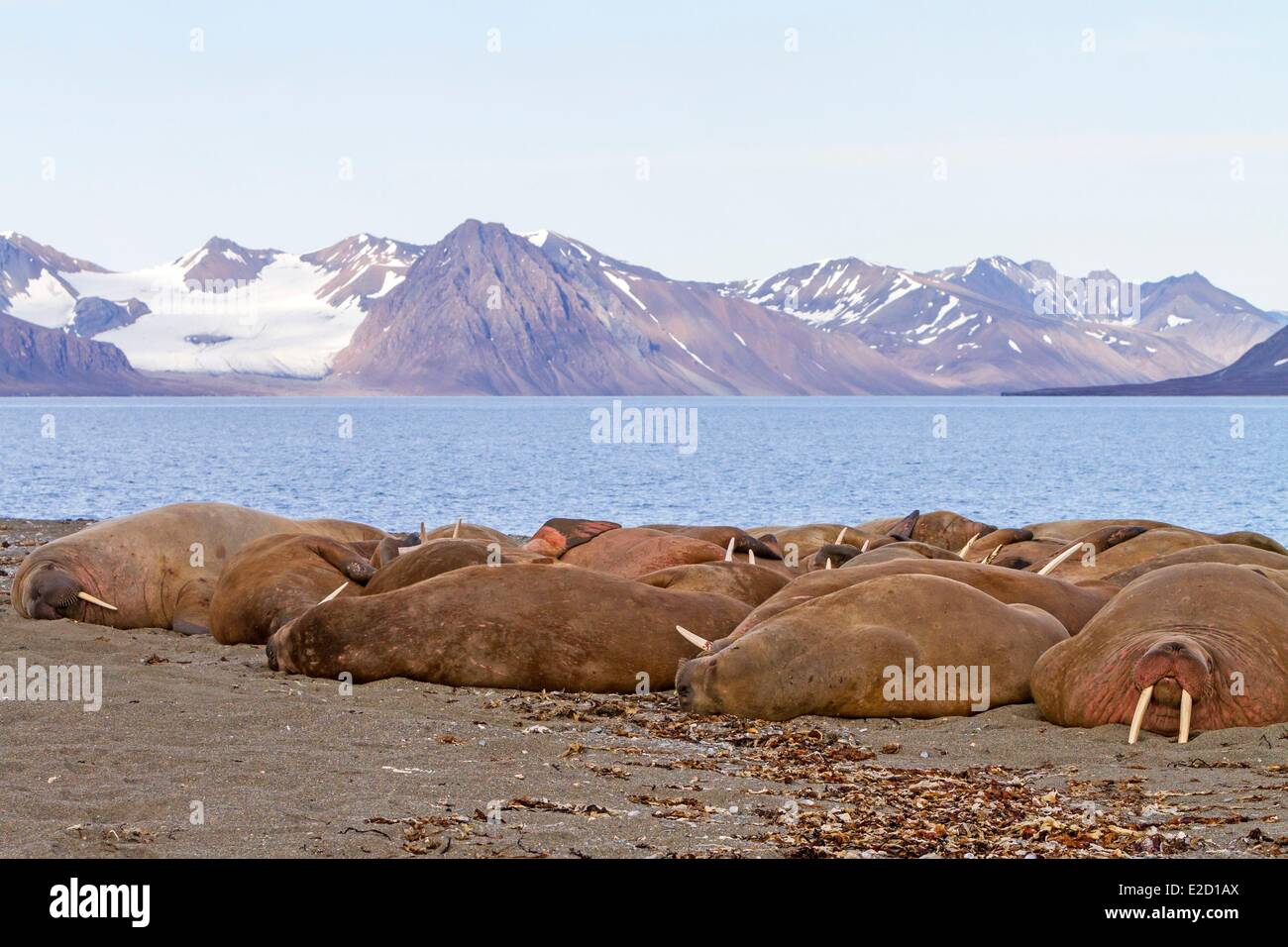 La Norvège Svalbard le morse (Odobenus rosmarus) reposant dans beach colony Banque D'Images La Norvège Svalbard le morse (Odobenus rosmarus) reposant dans beach colony Banque D'Images